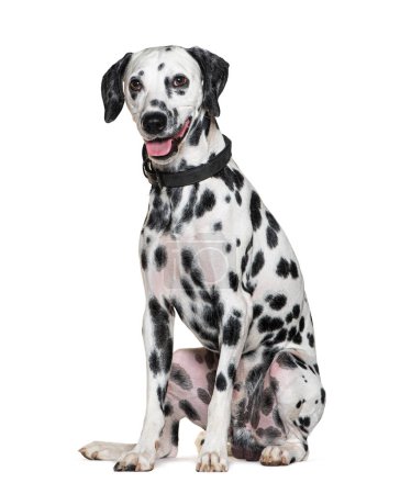 Photo for Panting Dalmatian dog wearing a collar, isolated on white - Royalty Free Image