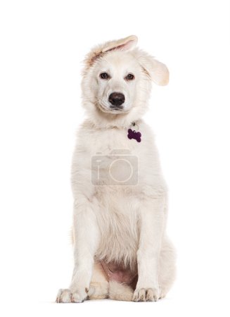 Foto de Blanco Crossbreed perro con un collar con una medalla, aislado en blanco - Imagen libre de derechos