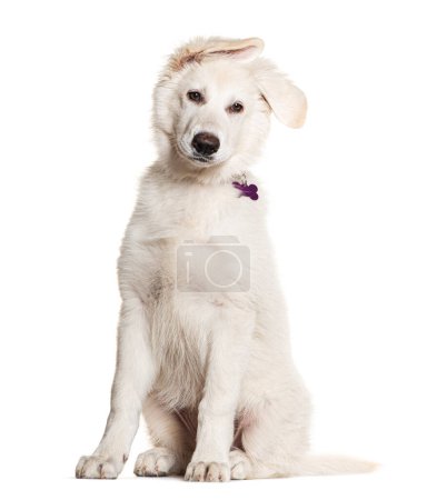 Photo for White Crossbreed dog wearing a collar with a medal, isolated on white - Royalty Free Image