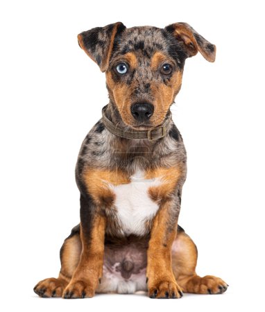 Foto de Seis meses viejo rojo merle y impar-ojos cachorro jack russell terrier, aislado en blanco - Imagen libre de derechos