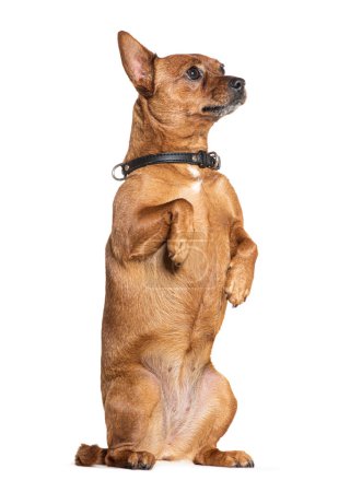 Foto de Perro cruzado En sus patas traseras, con un collar negro, aislado en blanco - Imagen libre de derechos