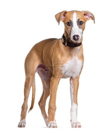 Photo for Young Whippet dog, isolated on white - Royalty Free Image