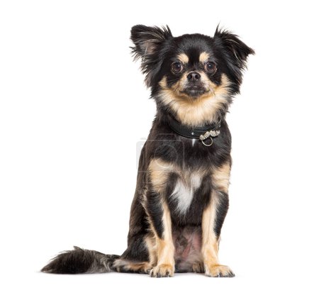 Photo for Portrait of a chihuahua wearing a black dog collar , isolated on white - Royalty Free Image