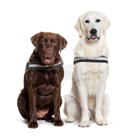 Téléchargez les photos : Labrador et Golden Retriever assis ensemble, tous deux portant un harnais, isolés sur blanc - en image libre de droit
