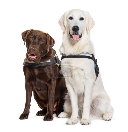 Photo for Labrador and Golden Retriever sitting together, both wearing an harness, isolated on white - Royalty Free Image