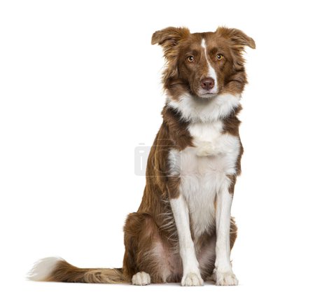 Photo for Brown and white Border collie dog, sitting, isolated on white - Royalty Free Image