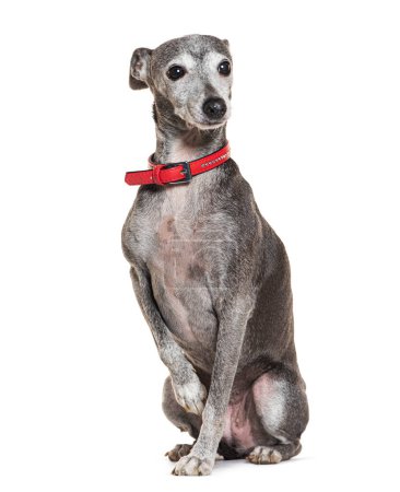 Photo for Old Italian Greyhound with red collar, isolated on white - Royalty Free Image