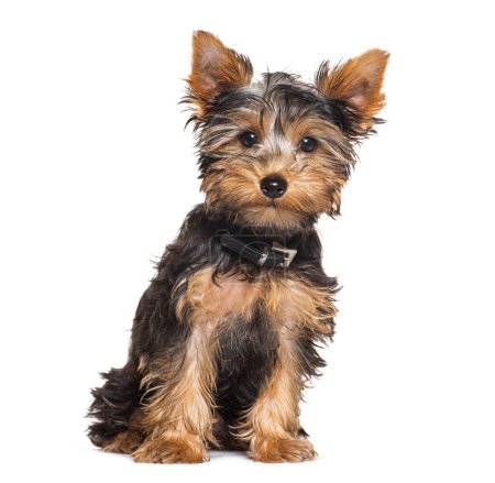 Photo for Three months old puppy Yorkshire Terrier sitting with a black collar - Royalty Free Image