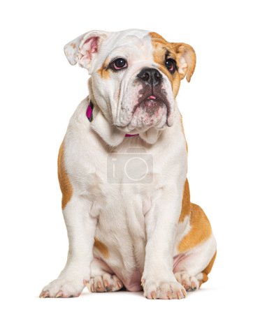 Photo for Four months old puppy English Bulldog sitting and looking away, isolated on white - Royalty Free Image