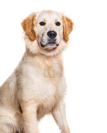 Téléchargez les photos : Portrait d'un Golden retriever mouillé portant un chien collier, isolé sur blanc - en image libre de droit