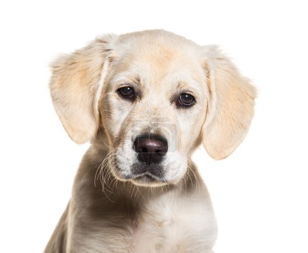 Cachorro, cuatro meses, Golden Retriever, aislado en blanco