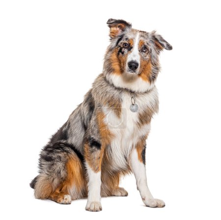 Photo for Australian Shepherd isolated on white wearing a collar, isolated on white - Royalty Free Image