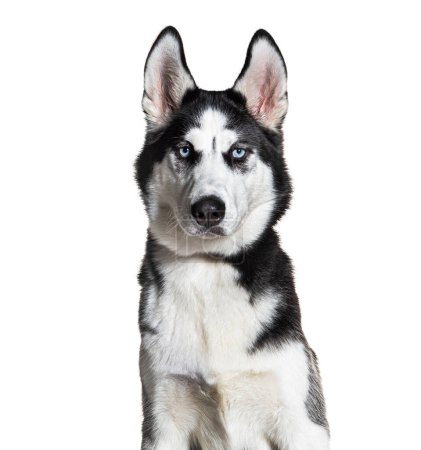 Photo for Siberian husky wearing a collar, isolated on white - Royalty Free Image