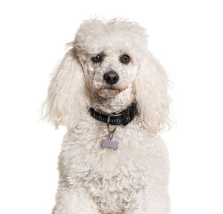 Photo for White poodle wearing a collar with medal, isolated on white - Royalty Free Image