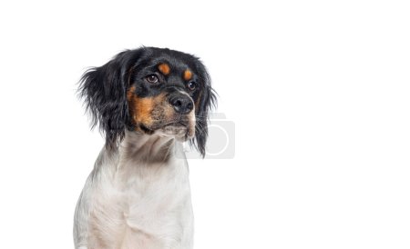 Téléchargez les photos : Coup de tête d'un chien breton de cinq mois qui se détache, isolé sur du blanc - en image libre de droit