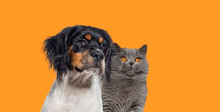 Foto de Cabeza disparada de gato y perro juntos mirando hacia otro lado contra fondo naranja - Imagen libre de derechos