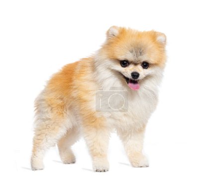 Photo for Standing Pomeranian dog, isolated on white - Royalty Free Image