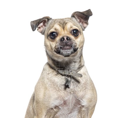 Photo for Head shot of a Crossbreed dog between chihuahua and pug - Royalty Free Image