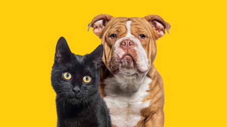 Foto de Tiro en la cabeza de perro y gato juntos contra fondo amarillo mirando a la cámara - Imagen libre de derechos
