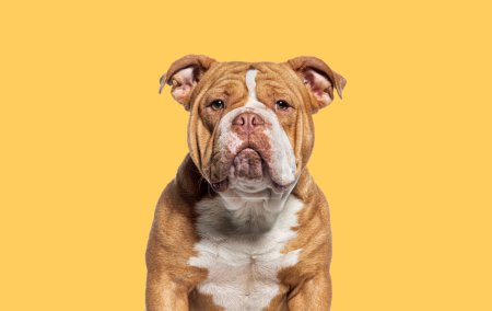 Téléchargez les photos : Prise de vue de tête d'un chien Bully américain face à la caméra sur fond jaune - en image libre de droit