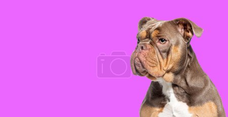 Foto de Tiro en la cabeza de un perro bravucón americano mirando un camino contra el fondo púrpura - Imagen libre de derechos