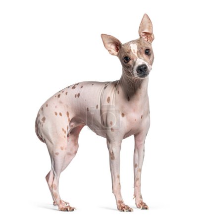 Foto de Vista lateral de un perro terrier sin pelo americano, aislado en blanco - Imagen libre de derechos