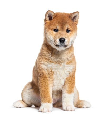 Photo for Puppy Shiba Inu, two months old, isolated on white - Royalty Free Image