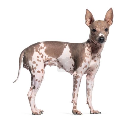 Foto de Vista lateral de un perro terrier sin pelo americano, aislado en blanco - Imagen libre de derechos