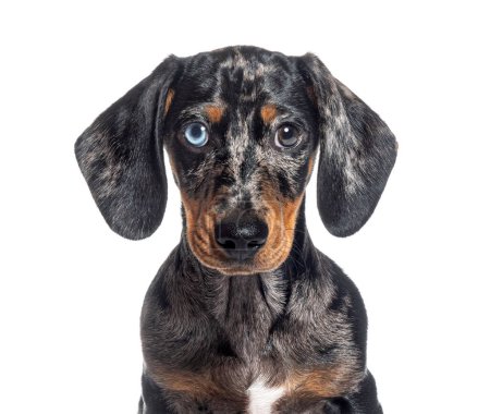 head shot of a Puppy Merle dapple Dachshund odd-eyed facing at the camera, isolated on white