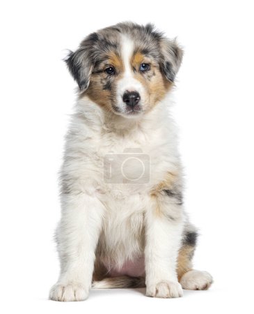Photo for Red Merle puppy Australian Shepherd, two months old, isolated on white - Royalty Free Image