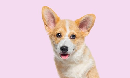 Photo for Head shot of a panting Puppy Welsh Corgi Pembroke, 14 Weeks old, against pink background - Royalty Free Image