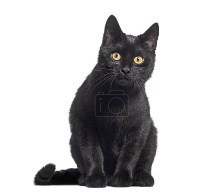 Sitting Black Kitten crossbreed cat, looking at the camera, isolated on white 