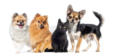 Téléchargez les photos : Chat et chiens ensemble dans une rangée, isolés sur blanc - en image libre de droit