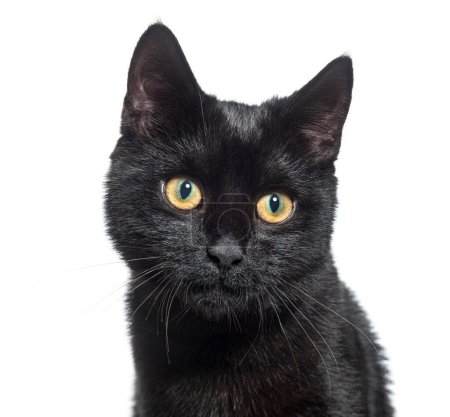 Foto de Disparo en la cabeza de un gatito negro de raza cruzada gato de ojos amarillos, aislado en blanco - Imagen libre de derechos