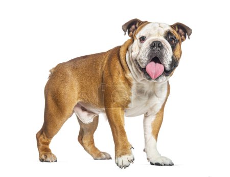 Photo for Walking English Bulldog panting and looking at the camera, isolated on white - Royalty Free Image