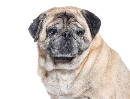 Téléchargez les photos : Coup de tête d'un chien de sept ans Pug gris, isolé sur blanc - en image libre de droit