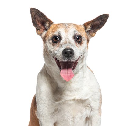 Téléchargez les photos : Coup de tête d'un vieux Jack Russell Terrier haletant, isolé sur blanc - en image libre de droit