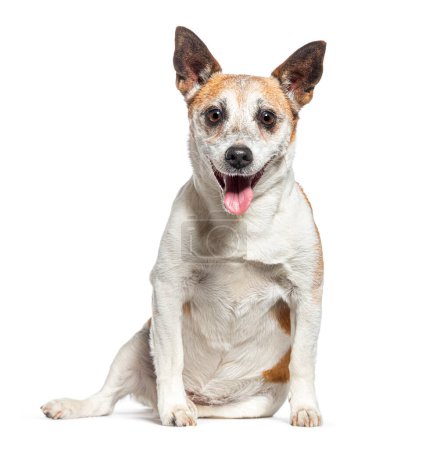 Photo for Old Jack Russell Terrier panting and facing the camera, isolated on white - Royalty Free Image