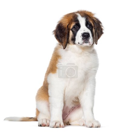 Téléchargez les photos : Assis Chiot de trois mois Saint Bernard chien regardant loin, isolé sur blanc - en image libre de droit