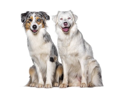 Photo for Blue and double merle Australian Shepherd dog together looking at the camera, isolated on white - Royalty Free Image