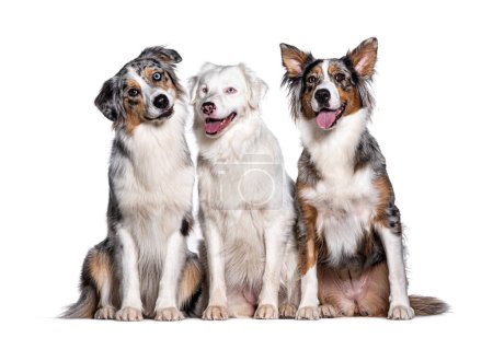 Photo for Blue and double merle Australian Shepherd, isolated on white - Royalty Free Image