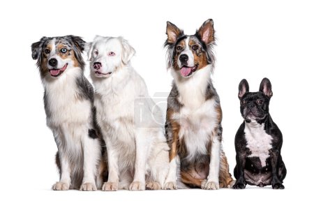 Photo for Blue and double merle Australian Shepherd and bulldog, isolated on white - Royalty Free Image
