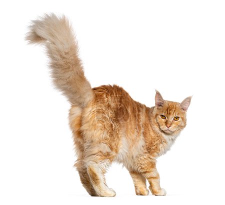 Téléchargez les photos : Vue arrière d'un jeune chat roux maine coon marchant en regardant la caméra, isolé sur blanc - en image libre de droit