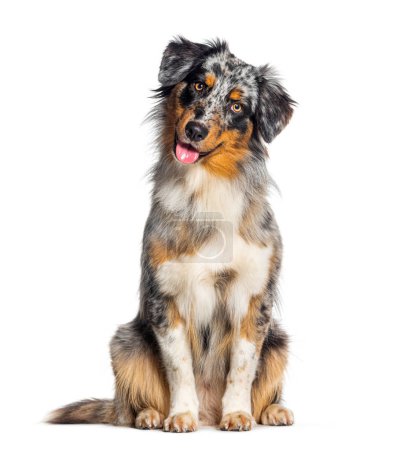 Photo for Blue merle australian shepherd panting mouth open looking at the camera, isolated on white - Royalty Free Image