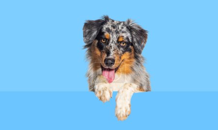 Photo for Australian Shepherd dog Panting mouth open with dangling paws over a blank white panel, looking at the camera - Royalty Free Image
