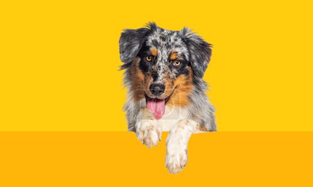 Australian Shepherd dog Panting mouth open with dangling paws over a blank white panel, looking at the camera, against yellow background