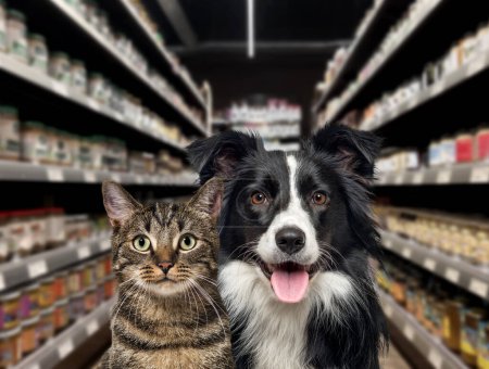 Gato y perro mirando a la cámara, frente a los estantes de comida en una tienda de mascotas. El fondo es borroso y oscuro.