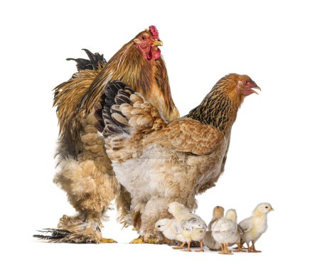 Brahma Rooster and hen, chicken, standing with chicks, isolated on white