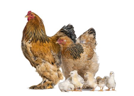 Brahma Rooster and hen, chicken, standing with chicks, isolated on white