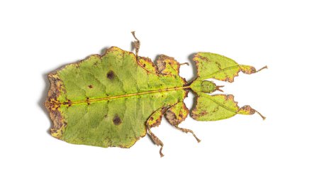 Photo for Top view of a Leaf-insect, Phyllium giganteum, isolated on white - Royalty Free Image